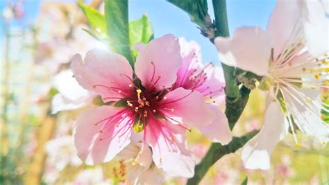  The Peach Blossom Spring - Uma Alegoria Deslumbrante Sobre a Felicidade Escondida