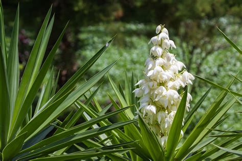  A Flor de Izote: Uma Jornada Através da Natureza e dos Sentimentos