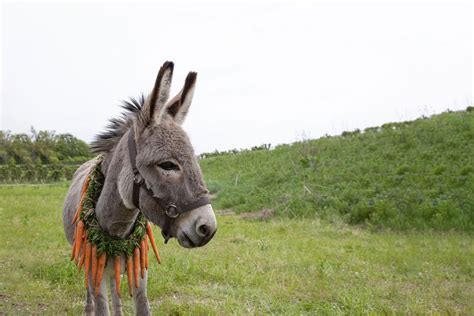 The Clever Donkey! A Turkish Folk Tale Bursting with Wit and Wisdom