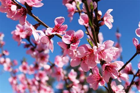  The Peach Blossom Spring - Uma Alegoria Deslumbrante Sobre a Felicidade Escondida