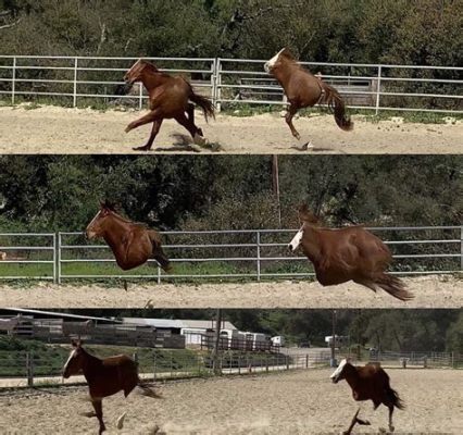  The Humpbacked Horse : Uma Jornada Épica Montada em um Cavalo Deforme!